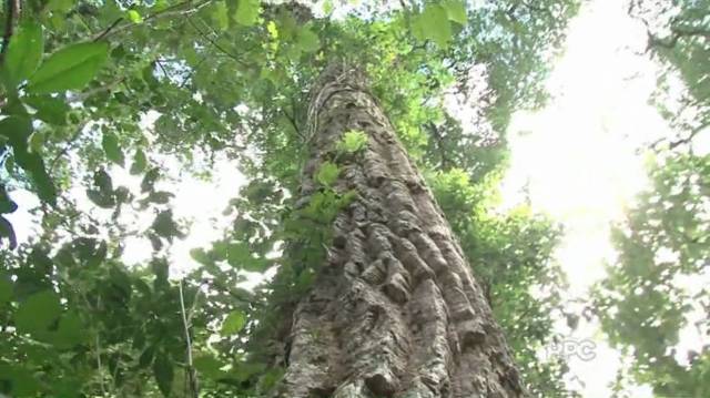 Recanto dos Perobas