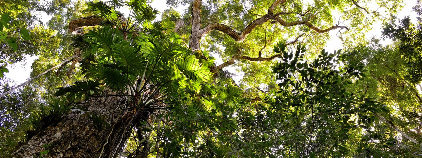 Reserva dos Perobas